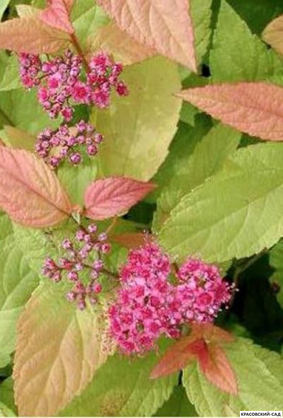 Спирея японская Файерлайт