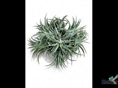 Тилландсия Ionantha bravo clump
