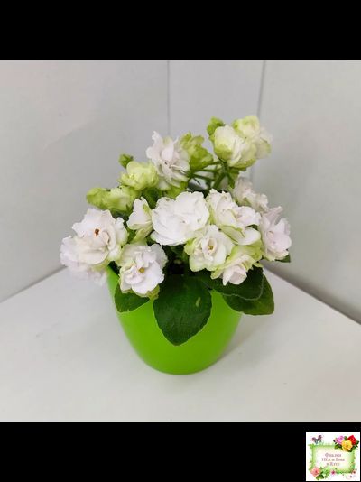 Irish Flirt mini (S.Sorano)