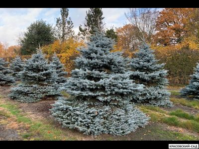 Ель Монтгомери - Montgomery