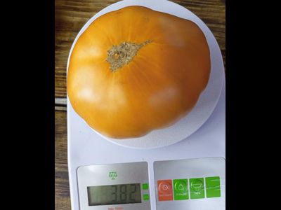 Томат Гном Улуру охра (Dwarf Uluru Ochre), США, Австралия