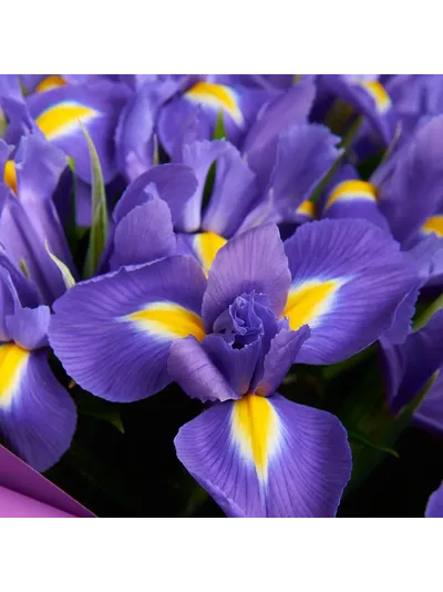 Букет из 19 ирисов