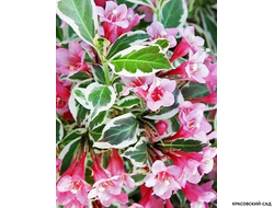 Вейгела Карикатура - Caricature