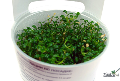 Глоссостигма меристемная