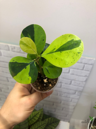 Ficus Diversifolia var.  Watermelon / фикус дельтовидный Арбуз