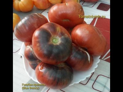 Томат Голубая прелесть (Blue Beauty), США