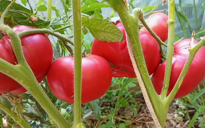 Томат Скуби