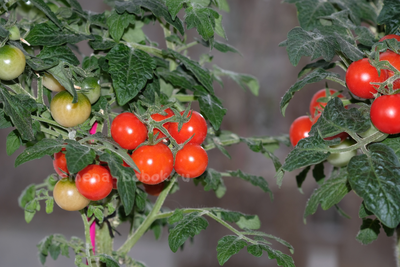 Томат  Red Robin (Ред Робин), 10 шт.