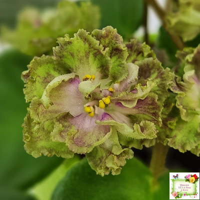 Allegro Pink Pistachio (J.Stromborg) (10765) 06/25/2015