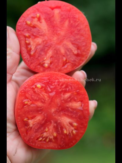 Томат Минусинский Низкий, 10 шт