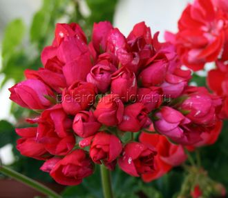 Lilian Andrea - пеларгония тюльпановидная - описание сорта, фото - купить черенок в Перми и почтой