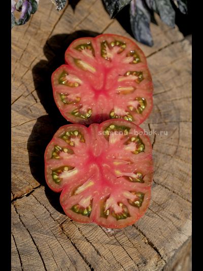 Томат Suffer Well (Саффер Вел), 10 шт