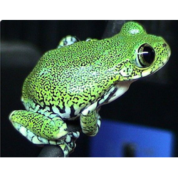 Танзанийская древесница (Leptopelis vermiculatus)