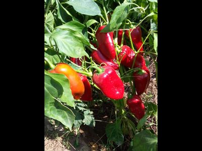 Перец сладкий Китайская стена