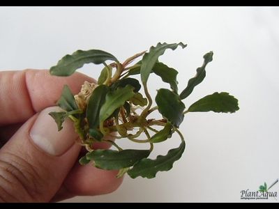 Bucephalandra green wavy
