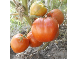 Томат Минусинский гигант