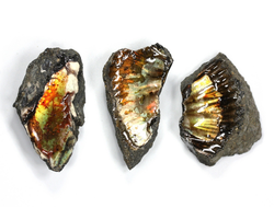 Аммолит, коллекционный образец в ассортименте, Канада (35-40 мм, 10-15 г) №27111