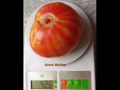 Томат Анна Мейер (Anna Meyer)