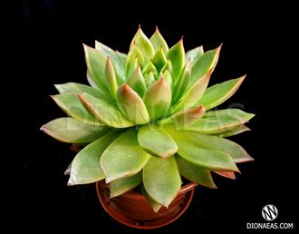 Echeveria Agavoides