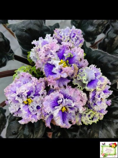 БР-Зимняя Метель (С. и Н. Буркацкие) 2021 г.