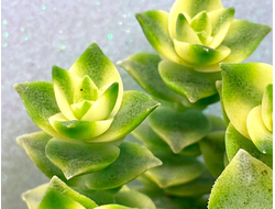 Crassula perforata Variegata - Крассула перфорированная пестрая, Толстянка пронзенная, толстянка продырявленная