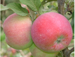 Восход Кубани (яблоня)