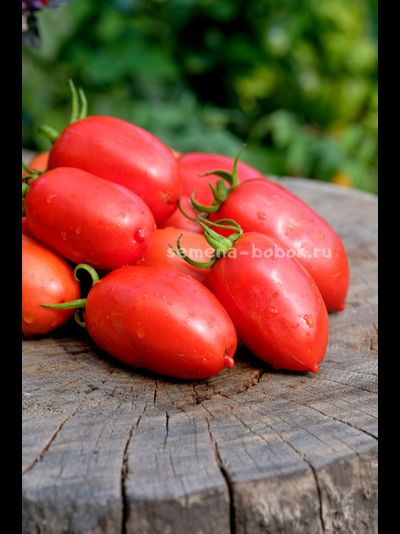 Томат Incas (Инки), 10 шт