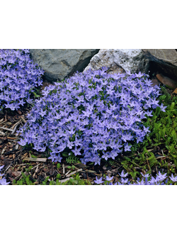 Колокольчик гарганский (Campanula garganica)