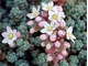 Sedum Dasyphyllum