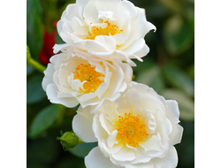 Биненвайде Вайс