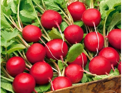 редис "Селеста" семена 1 грамм.