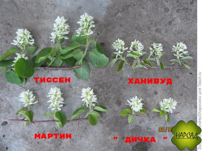Ирга "Тиссен" (ягоды размером с вишню, сладкие) (саженец 60-70 см привитый)