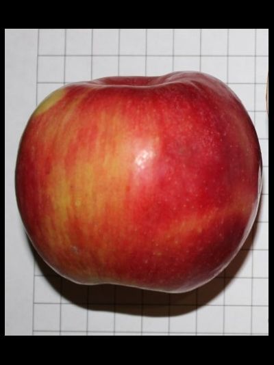 Айдаред (яблоня)