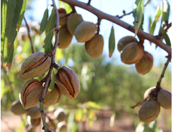 Масло Миндаль сладкий, (нераф), Иран, 10 мл
