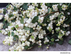 Снежноягодник Доренбоза Вайт Хедж - Doorenbosii White Hedge