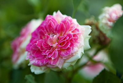 Цезарь (Cesar)