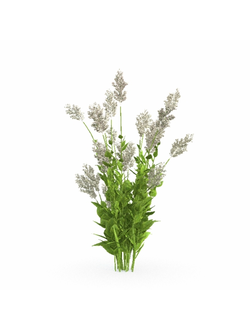 трава Горец изменчивый 500а