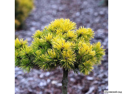 Сосна горная Мопсголд - Mopsgold