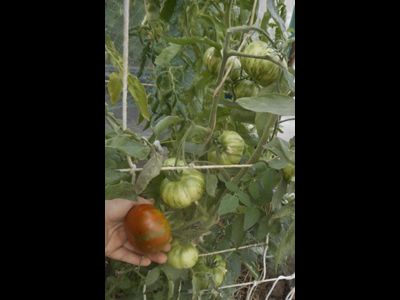 Томат Ирландский полосатый  (Irish Stripes)