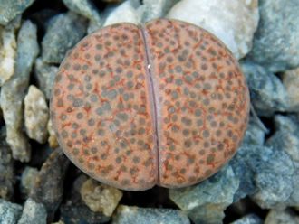 Lithops fulviceps C170 - 10 семян