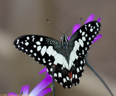 Салют из 17 тропических бабочек.
