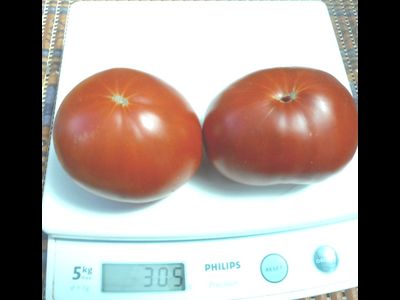 Томат Сластена