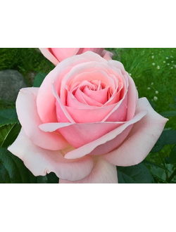 Афродита (Aphrodite)