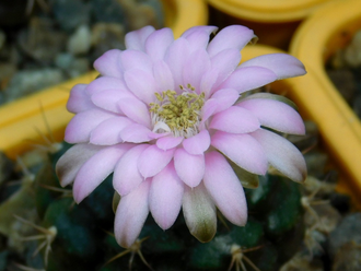 Gymnocalycium damsii ssp.evae v.rotundulum STO 1713 (D=15-20мм)