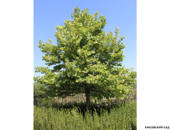 Платан кленолистный - Acerifolia