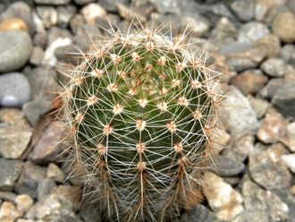 Echinopsis ‘Competitor's Tears’ x ‘Doris’ (D=20-25mm)