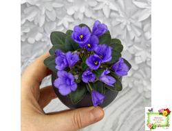 Rob's Twinkle Blue (R.Robinson)