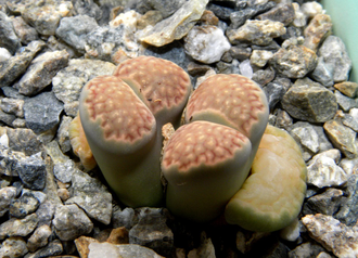 Lithops hallii (Israel) - 10 семян