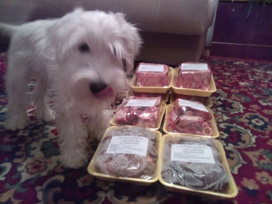 Прелестный Ричард, милашка и большой озорник