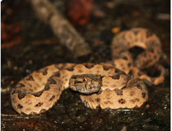 Стройная куфия(Protobothrops elegans)